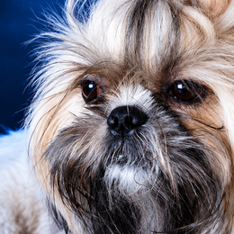 Shaka, un perro Shih Tzu, mirando de frente